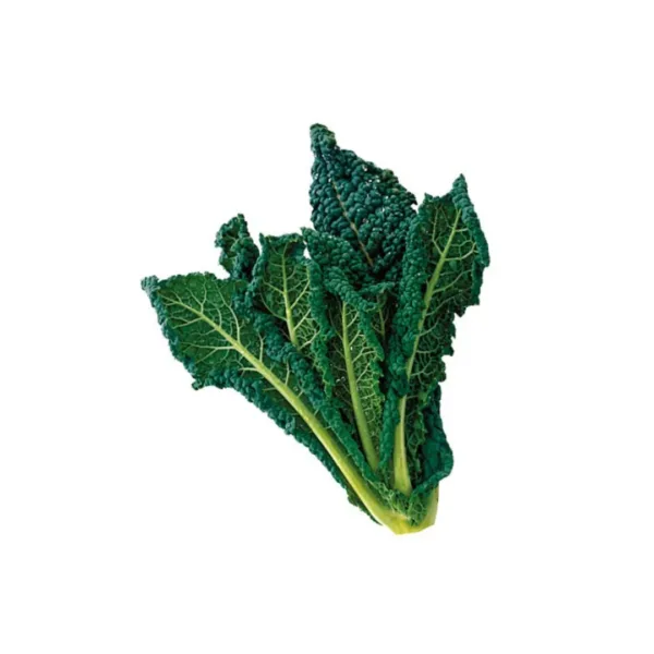 Cavolo Nero fresco con foglie scure