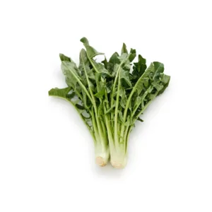 Cicoria fresca