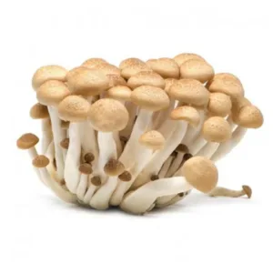 Funghi chiodini freschi, ideali per sughi e torte salate.