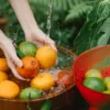 Cibo Biologico