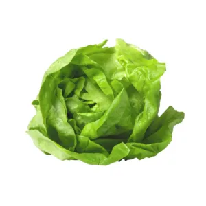 Insalata Gentile fresca con foglie verdi arricciate in primo piano.