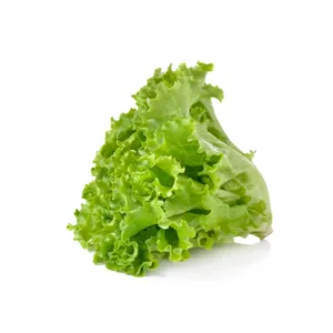 Foglie verdi morbide di insalata lattuga fresca.