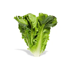 Foglie fresche e croccanti di insalata romana su sfondo chiaro.