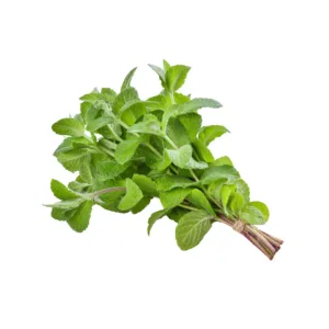 Foglie fresche di Melissa