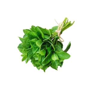 Foglie fresche di menta