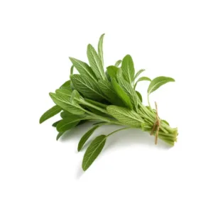 Salvia fresca con foglie vellutate