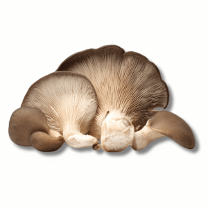 Funghi Orecchione 250g